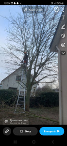 Photo de galerie - Elagage et coupe d'arbres