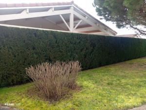 Photo de galerie - Taille de haie de cyprès environ 80 m