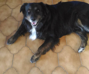 Photo de galerie - Grimm
Croisé Golden Retriever