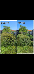 Photo de galerie - Taille de haies et d'arbustes