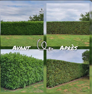 Photo de galerie - Taille Avant Après 