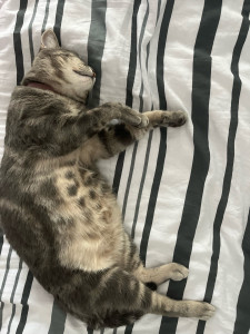 Photo de galerie - Garde d’un chat