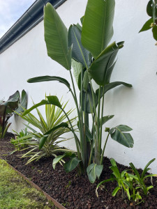 Photo de galerie - Création massif 