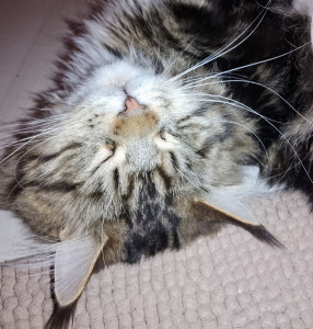 Photo de galerie - Garde chat
