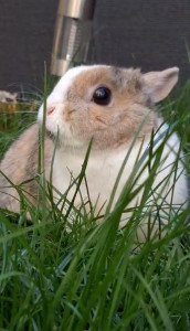 Photo de galerie - Noisette ?