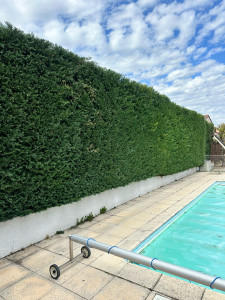 Photo de galerie - Taille d’une haie 