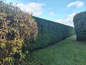 Photo de galerie - Taille de haies 