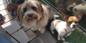 Photo de galerie - Garde animaux