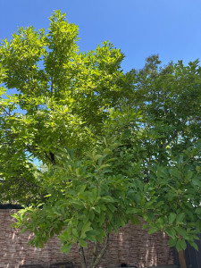 Photo de galerie - Taille de haie, arbre en tout genre