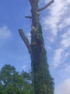 Photo de galerie - Coupe branche avant abattage Arbre 20 mètre de hauteur résineux 200 ans d'après le voisin 