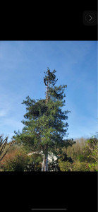 Photo de galerie - Élagage