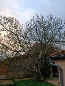 Photo de galerie - Elagage et coupe d'arbres