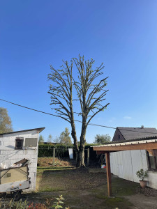 Photo de galerie - Taille, démontage, abattage 