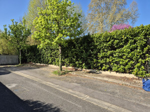 Photo de galerie - Taille de haies et d'arbustes