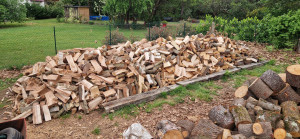 Photo de galerie - Elagage et coupe d'arbres
