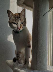 Photo de galerie - Anastazja , notre chat