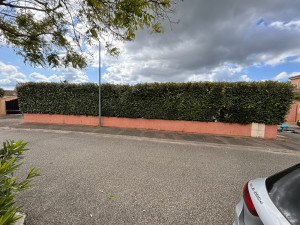 Photo de galerie - Taille de haies et d'arbustes