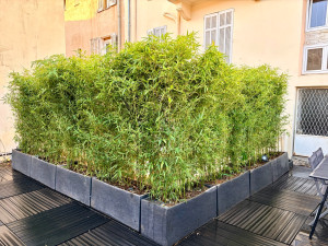 Photo de galerie - Plantation de bambou sur une terrasse
