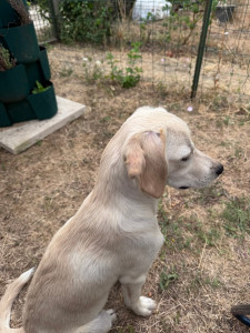 Photo de galerie - Garde chien à la journée 