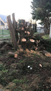 Photo de galerie - Abattage