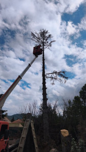 Photo de galerie - élagage 21m 