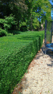 Photo de galerie - Entretien de haie