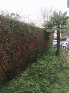 Photo de galerie - Taille de haies 