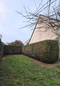 Photo de galerie - Taille de haies et d'arbustes