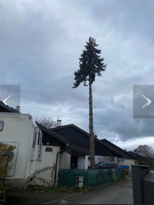 Photo de galerie - Elagage suivi d’un abatage