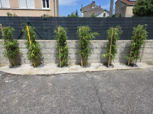 Photo de galerie - Plantation de bambou non traçant.