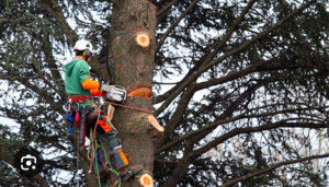 Photo de galerie - Il ne faut pas avoir le vertige. 