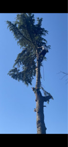 Photo de galerie - Élagages abattage grimpe professionnelle dispo 7/7