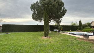 Photo de galerie - Taille de haies et d'arbustes