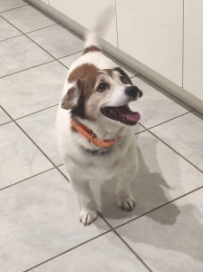 Photo de galerie - Garde de Filou
Un adorable chien très affectueux et joueur 