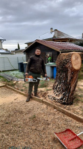 Photo de galerie - Abattage d’un pin