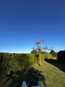 Photo de galerie - Taille de haie