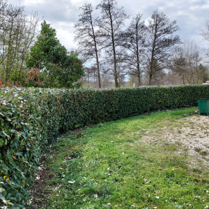Photo de galerie - Taille de haie propre 
