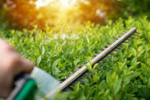 Photo de galerie - Petit jardinage 