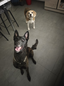 Photo de galerie - Garde chien