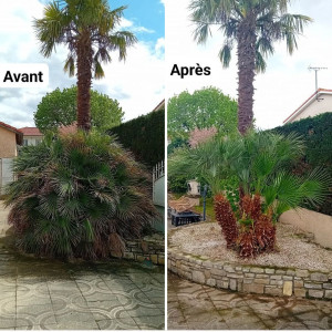 Photo de galerie - Elagage et coupe d'arbres