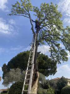 Photo de galerie - élagage de ce freine

