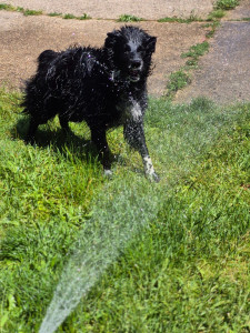 Photo de galerie - La douche du chien