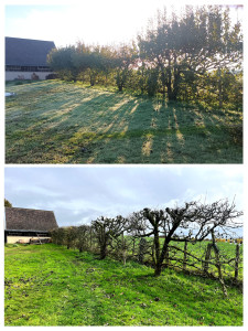 Photo de galerie - Elagage et coupe d'arbres