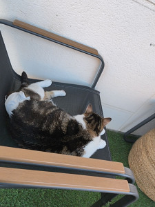 Photo de galerie - Mon chat Sylvain, incontinent, qui se prélasse dans le salon de jardin 