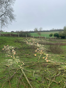 Photo de galerie - Abattage / couper et fendu même ranger 