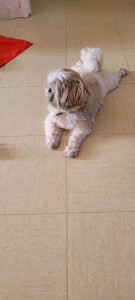 Photo de galerie - Garde chien 