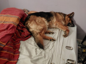 Photo de galerie - Mon ancienne chiene sur son lit. 