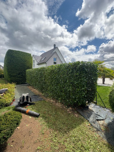 Photo de galerie - Rabattage haie de laurier 