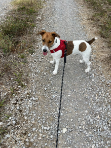 Photo de galerie - Garde animaux