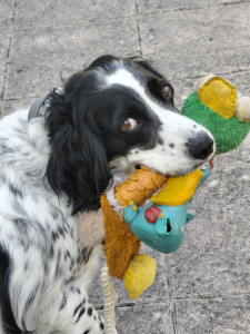 Photo de galerie - Boubou chien adorable très câlin et qui aime bien les balades les câlins et jouer attention on ne lui prend pas ses joujoux préférés lol